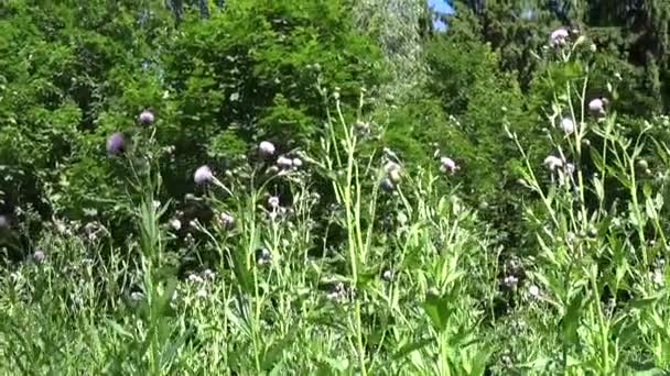 Plíživé thistle nebo růžové osít thistle. Bloosoming Pcháč rolní panorama pohybu fotoaparát videozáznamy — Stock video