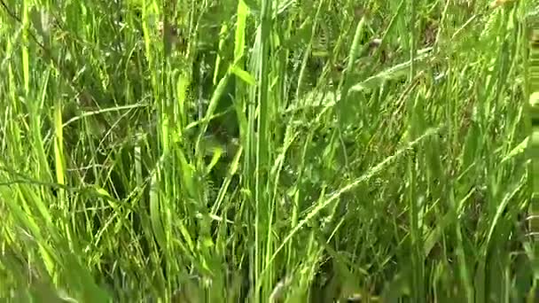 Mand met het verzamelde gras St. Johns wort in het veld op de jute. Oogsten van medicinale planten in de zomer. Panorama vanaf de camera van de motie gras. — Stockvideo
