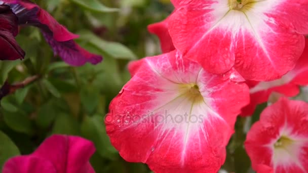 Pink petunias swaying in the breeze — Stock Video