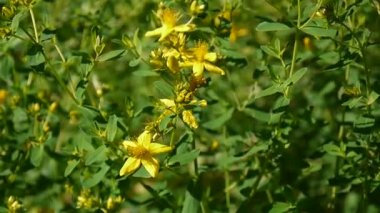 St Johns wort, tıbbi bitki çiçek alanında.