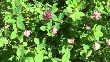 Çayır çimen panorama Steadicam kullanarak. Pembe yonca. Video görüntüleri hareketli kamera.
