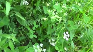 Panorama kır çiçekleri ahşap inek ile. Yaz çayır Melampyrum nemorosum