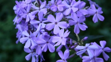 Mavi Phlox çiçek çiçek yatak yakın çekim Hd video statik kamera