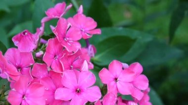 Güzel pembe phlox önümüzdeki portre. HD video statric kamera