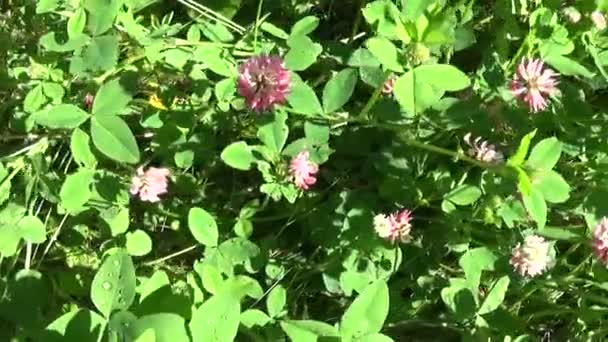 Meadow grass panorama using steadicam. Pink clover. Video footage motion camera. — Stock Video