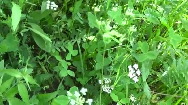 Panorama kır çiçekleri ahşap inek ile. Yaz çayır Melampyrum nemorosum — Stok video