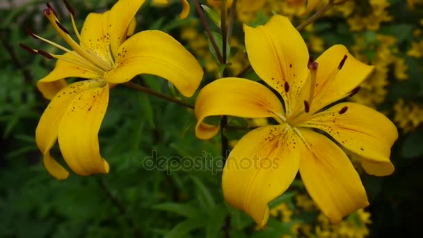 Planta de Lilium bulbiferum detalles primer plano HD material de archivo - Herbáceo lirio flor vídeo . — Vídeo de stock