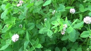 Çayır çimen panorama Steadicam kullanarak. Video görüntüleri hareketli kamera.