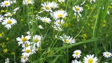 Papatyalar Flowerbed üzerinde büyüyen. HD video görüntüleri hareketli kamera.