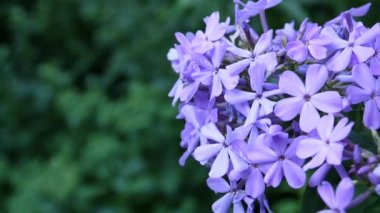 Mavi Phlox çiçek çiçek yatak yakın çekim Hd video statik kamera