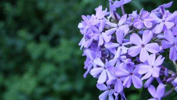 Azul Phlox flores en el lecho de flores primer plano de vídeo HD cámara estática — Vídeos de Stock