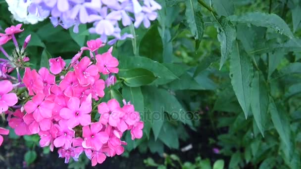 Belle inflorescence de phlox rose en gros plan. Vidéo HD caméra statrique — Video