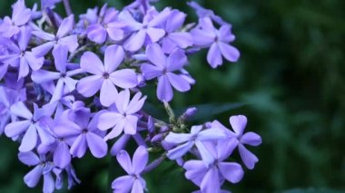 Mavi Phlox çiçek çiçek yatak yakın çekim Hd video statik kamera