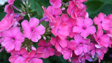 Güzel pembe phlox önümüzdeki portre. HD video statric kamera