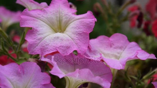 Petunias rosadas balanceándose en la brisa — Vídeos de Stock