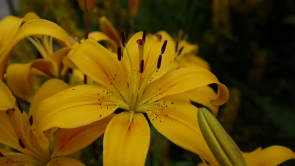 Impianto Lilium bulbiferum dettagli close-up HD metraggio - Erbacea giglio fiore video . — Video Stock