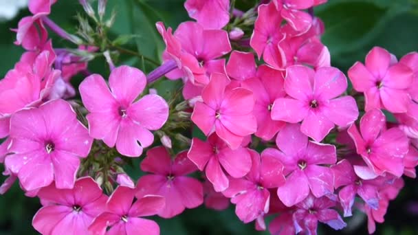 Mooie roze phlox bloeiwijze close-up. HD video statric camera — Stockvideo