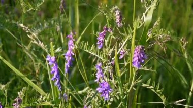 Burçak çiçekler yaz alanında yakın çekim.