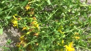St Johns wort çim alanı çuval bezi üzerinde toplanan. Şifalı bitkiler yaz aylarında hasat. Panorama hareket kamera steadicam ile.