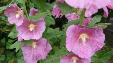 Yaz aylarında çiçek açan Hollyhocks Alcea