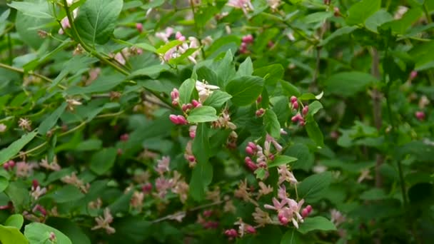 Flores de madreselva en una rama en la temporada de primavera — Vídeos de Stock