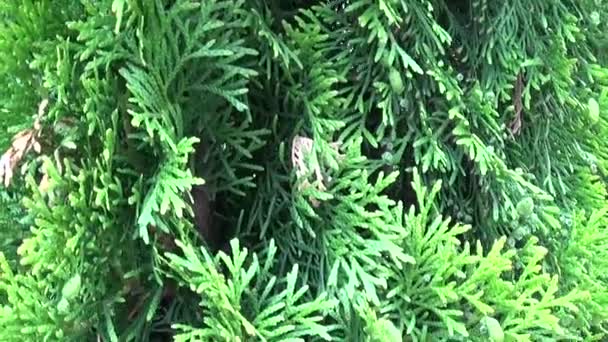 Ramas de cedro blanco Thuja occidentalis. Vídeo de alta definición de filmación cámara de movimiento con steadicam . — Vídeo de stock