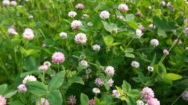 Yaz aylarında bir alanda yonca çiçeği. Yonca orta. Güneşli gün.