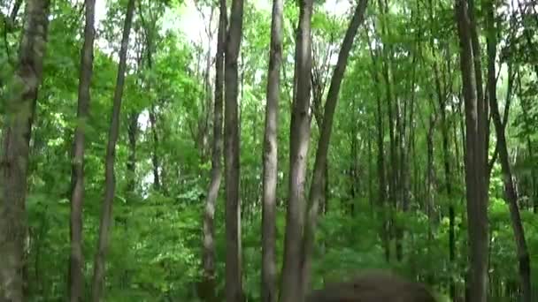 Fille prenant selfie photo smartphone au parc en été. Poser et sourire. Caméra de prise de vue vidéo . — Video