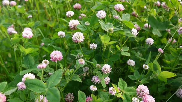 Kleeblätter blühen im Sommer auf einem Feld. trifolium medium. sonniger Tag. — Stockvideo