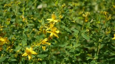 St Johns wort, tıbbi bitki çiçek alanında.