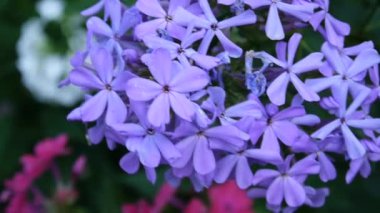 Mavi Phlox çiçek çiçek yatak yakın çekim Hd video statik kamera