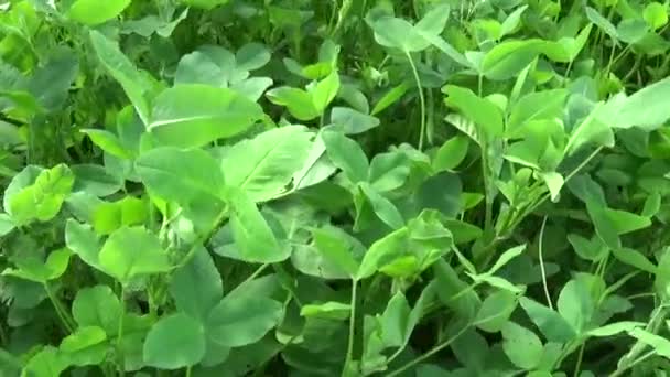 Vert trèfle frais feuilles vidéo HD caméra de mouvement prise de vue vidéo HD. Panorama . — Video