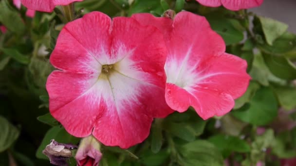 Pink petunias swaying in the breeze — Stock Video