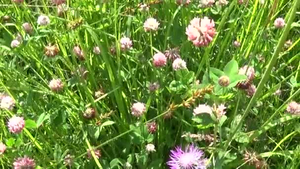 牧草地の草のピンク クローバー パノラマ ステディカムを使用します。Hd 映像のモーション カメラ。アプローチと垂直方向のパノラマ. — ストック動画