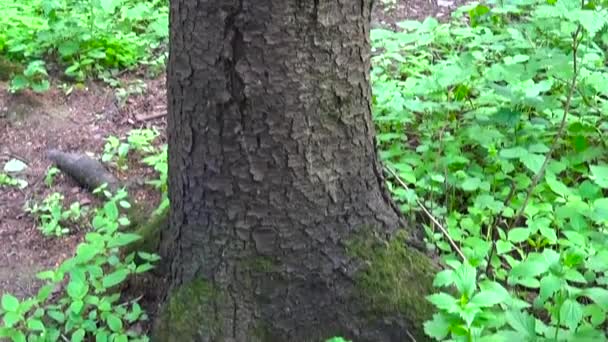 Vertical panorama of fir tree trunk in the coniferous forest from the bottom up to the tops of the trees. — Stock Video