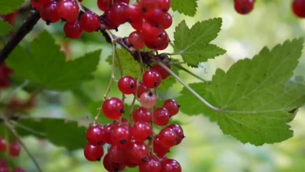 Czerwona Ribes rubrum jagody na roślina szczegół materiału Hd - Czerwona porzeczka krzew liściasty owoce naturalne płytkie wideo kamera statyczna — Wideo stockowe