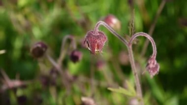 Su avens, mor avens Geum rivale bataklıkları ve nemli çayırları yetişir. Statik kamera çekim görüntüleri kapat