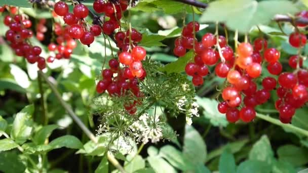 Czerwona Ribes rubrum jagody na roślina szczegół materiału Hd - Czerwona porzeczka krzew liściasty owoce naturalne płytkie wideo kamera statyczna — Wideo stockowe