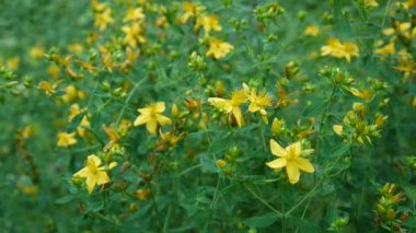 St Johns wort, tıbbi bitki çiçek alanında.