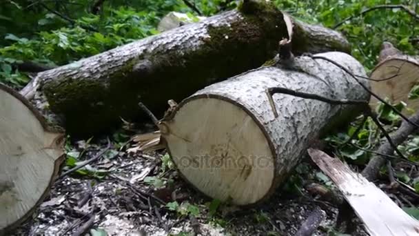 Cut down a tree logs in the linden forest, HD footage panorama with steadicam. — Stock Video