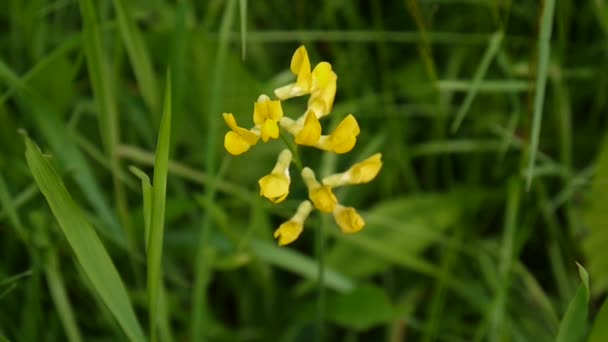 Ranking Grasland Wildblume auf der Wiese. Filmaufnahmen mit statischer Kamera aus nächster Nähe. Lathyrus pratensis — Stockvideo