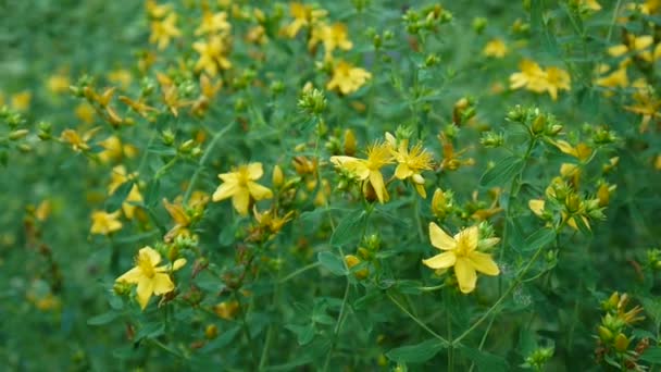 Třezalka tečkovaná, léčivá rostlina s květinou v poli. — Stock video