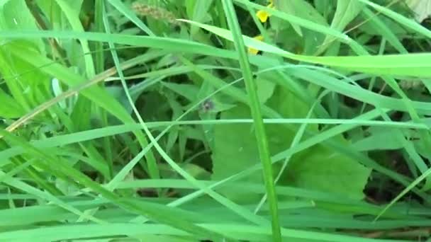 Flores silvestres vaca de madera. Melampyrum nemorosum en el prado de verano — Vídeos de Stock