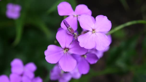 Hesperis matronalis Dames Rocket . Purple flower close up — Stock Video