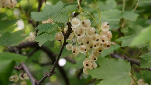 Verse witte bessen bessen scheurt op tak in tuin macro — Stockvideo