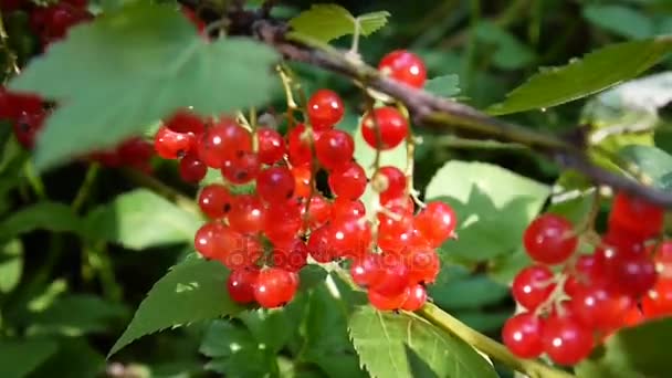 Rode Ribes rubrum bessen op de plant close-up Hd beelden - de aalbes bladverliezende struik fruit natuurlijke ondiepe statische videocamera — Stockvideo