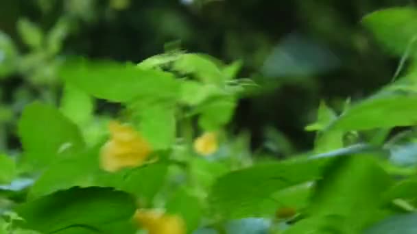 Gelb touch-me-not balsam blumenblatt hd video statische kamera — Stockvideo