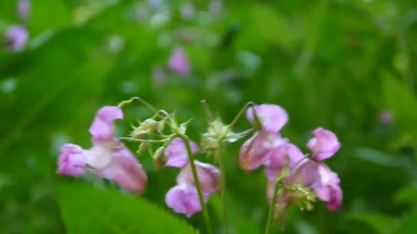 Impatiens glandulifera flower. Panorama with steadicam — Stock Video