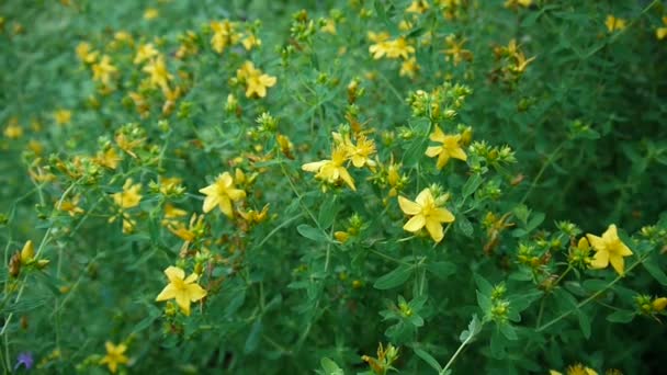 Αγίου Johns wort, φαρμακευτικό φυτό με το λουλούδι στο πεδίο. — Αρχείο Βίντεο