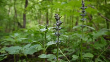 Güzel mavi Ada çayı çiçek bahar ormanında. Statik kamera barut. Mayasıl.